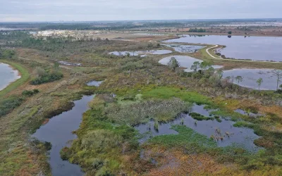 Babcock Ranch — Wetland Creation