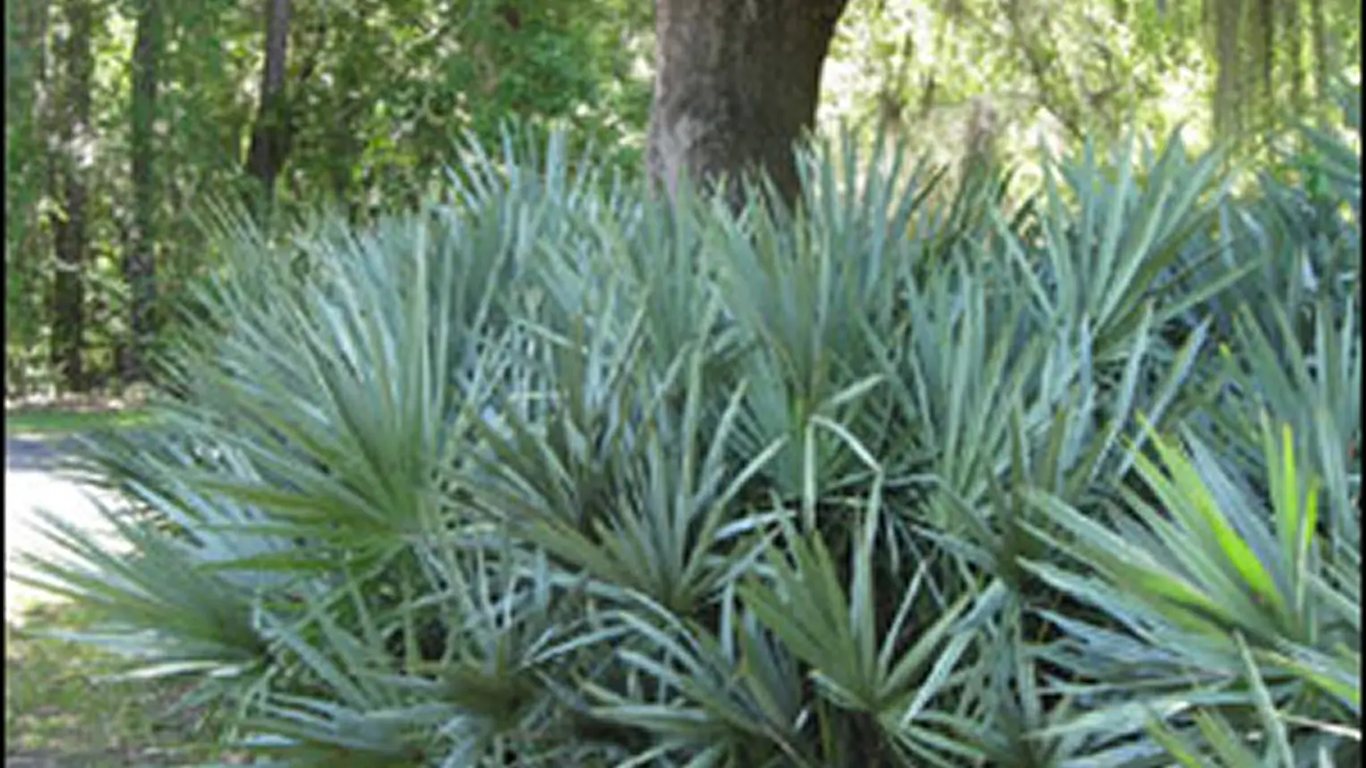 Palmetto Scrub