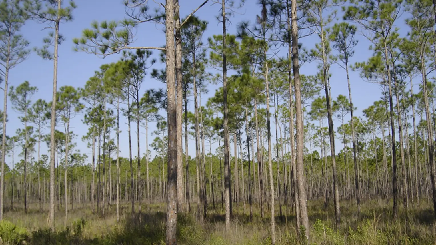Pine Flatwoods