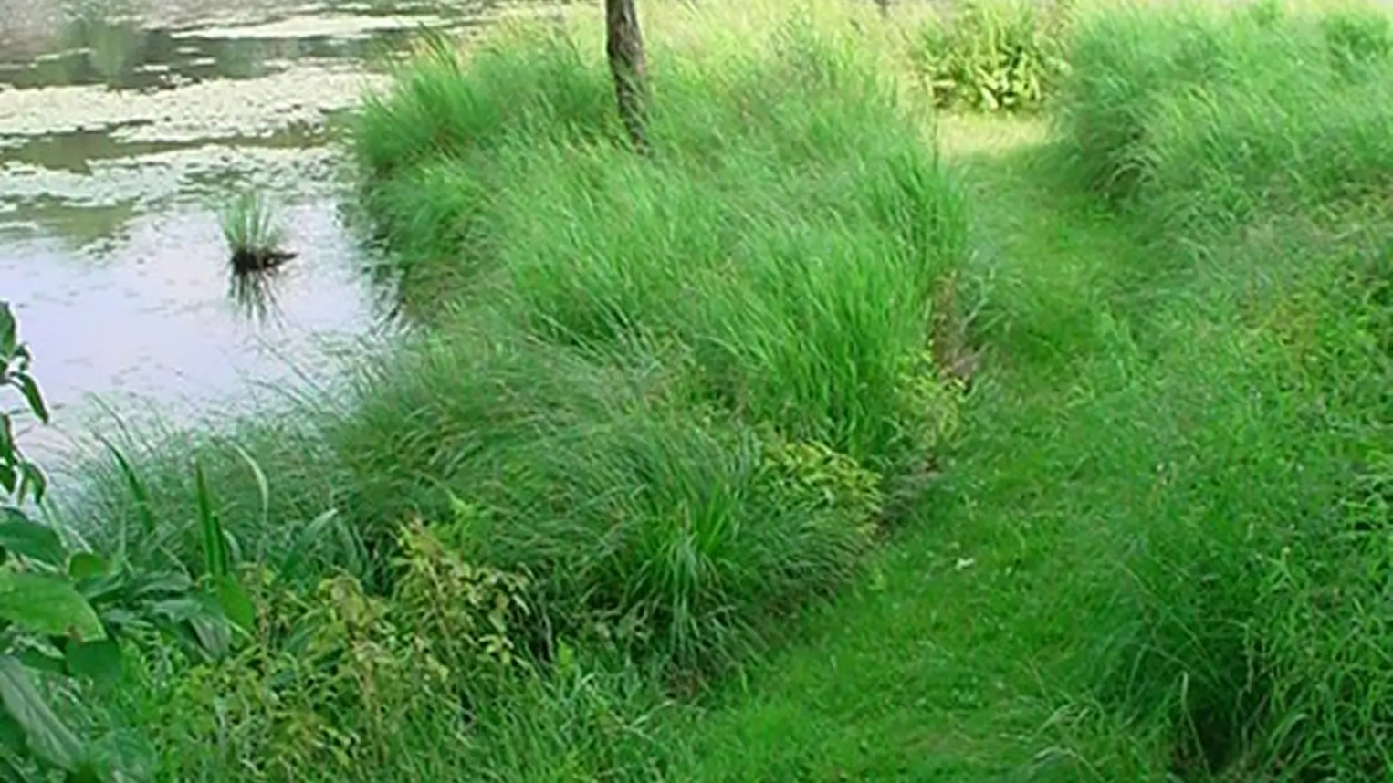 Wetland Buffers and Transitional Areas