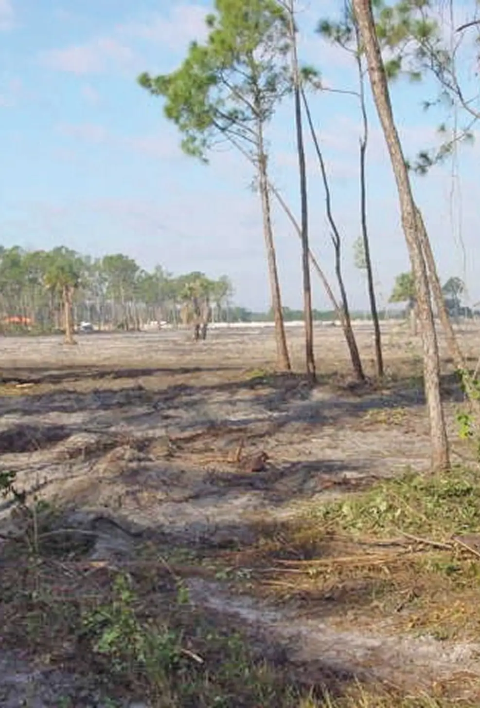 exotic vegetation removal florida brazilian pepper melaleuca clearing
